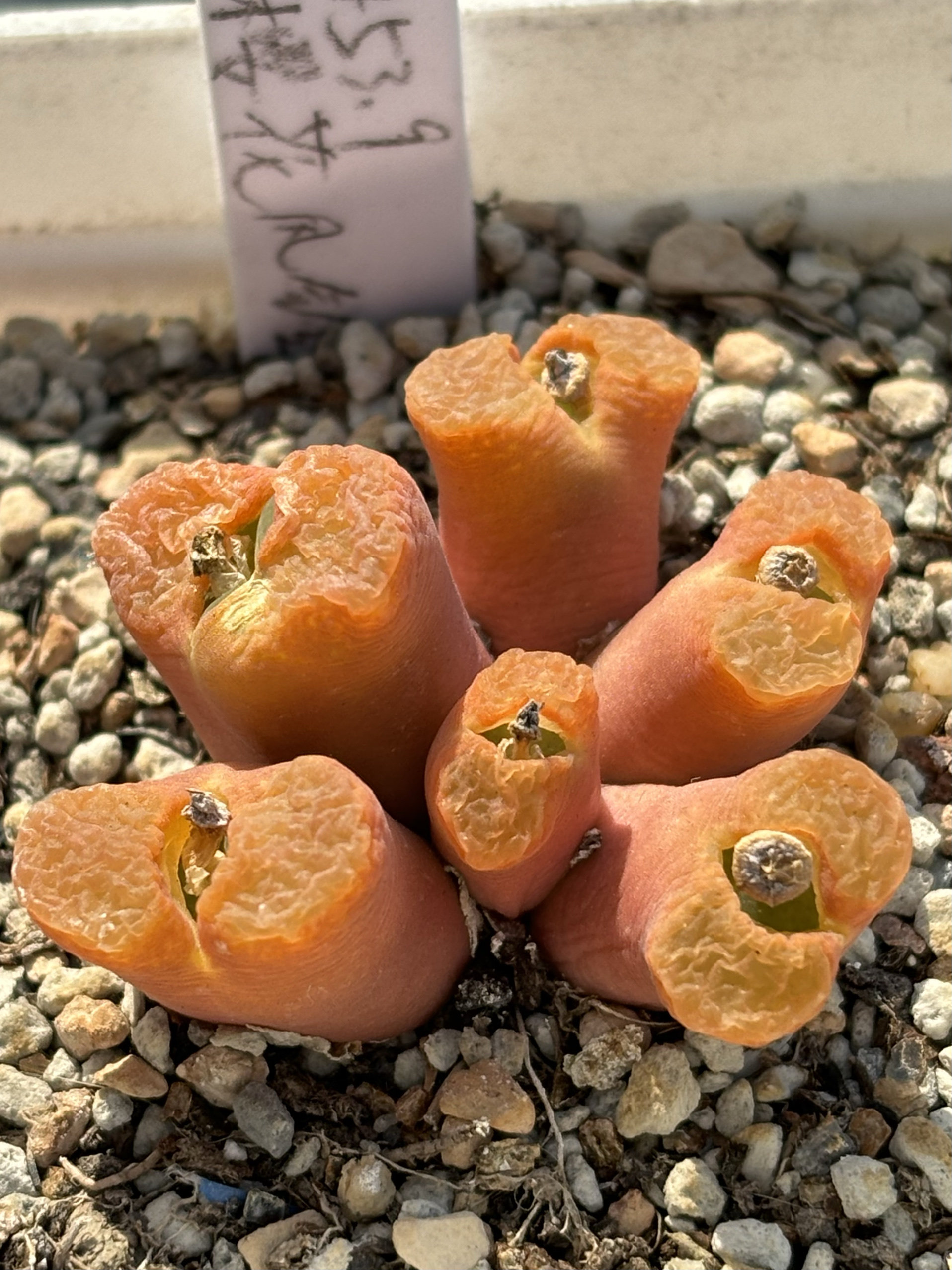 9粉樱花风铃群生肉锥番杏多肉植物超美一物一拍 阳台