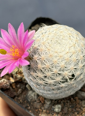 白鸟实生Mammillaria herrerae仙人球 乳突球属仙人球 苏西的花园