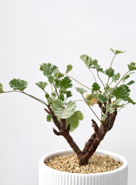 枝干杨葵 Pelargonium mirabile枝干洋葵杨奎阳台盆栽趣味植物