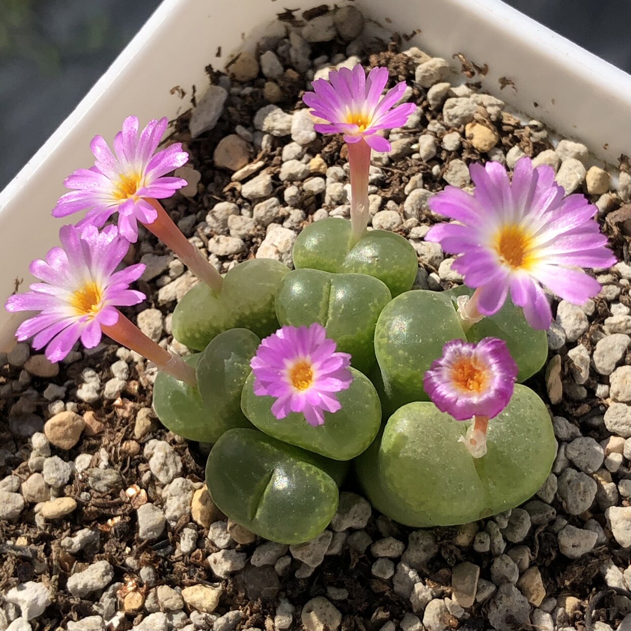 肉锥番杏肯尼迪1427.971单双群 阳台盆栽迷你多肉植物