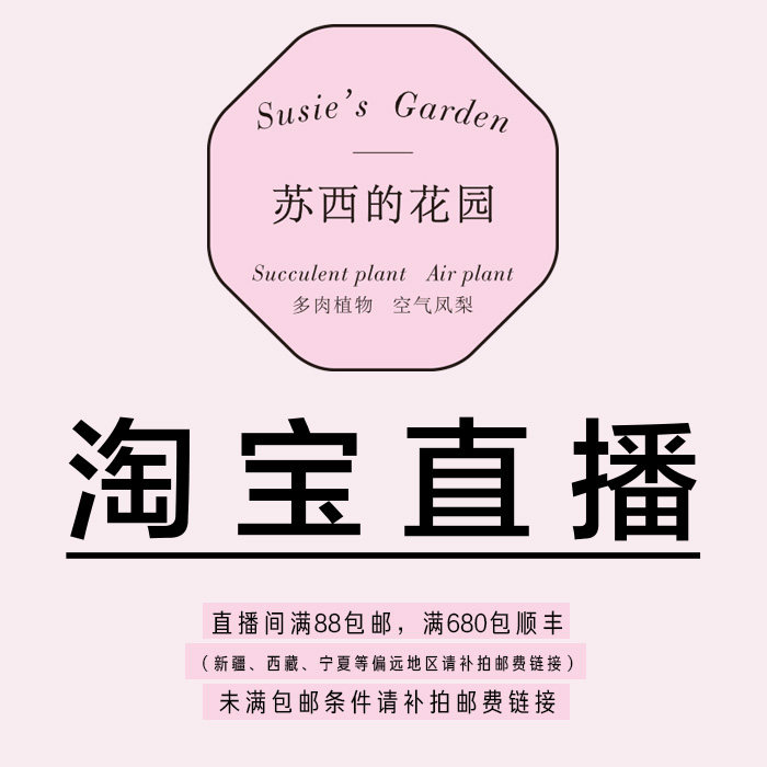 【苏西的花园直播自助付款链接】 精品肉锥 岛田生石花PP花