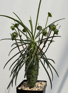 式部大戟 Euphorbia clava 多肉植物块根绿植 苏西的花园阳台盆栽