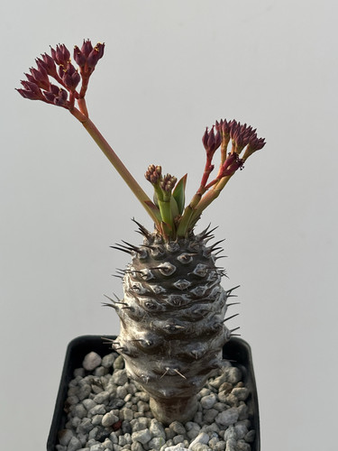 瓶干麒麟Euphorbia pachypodioides潮流块根 阳台盆栽 苏西的花园