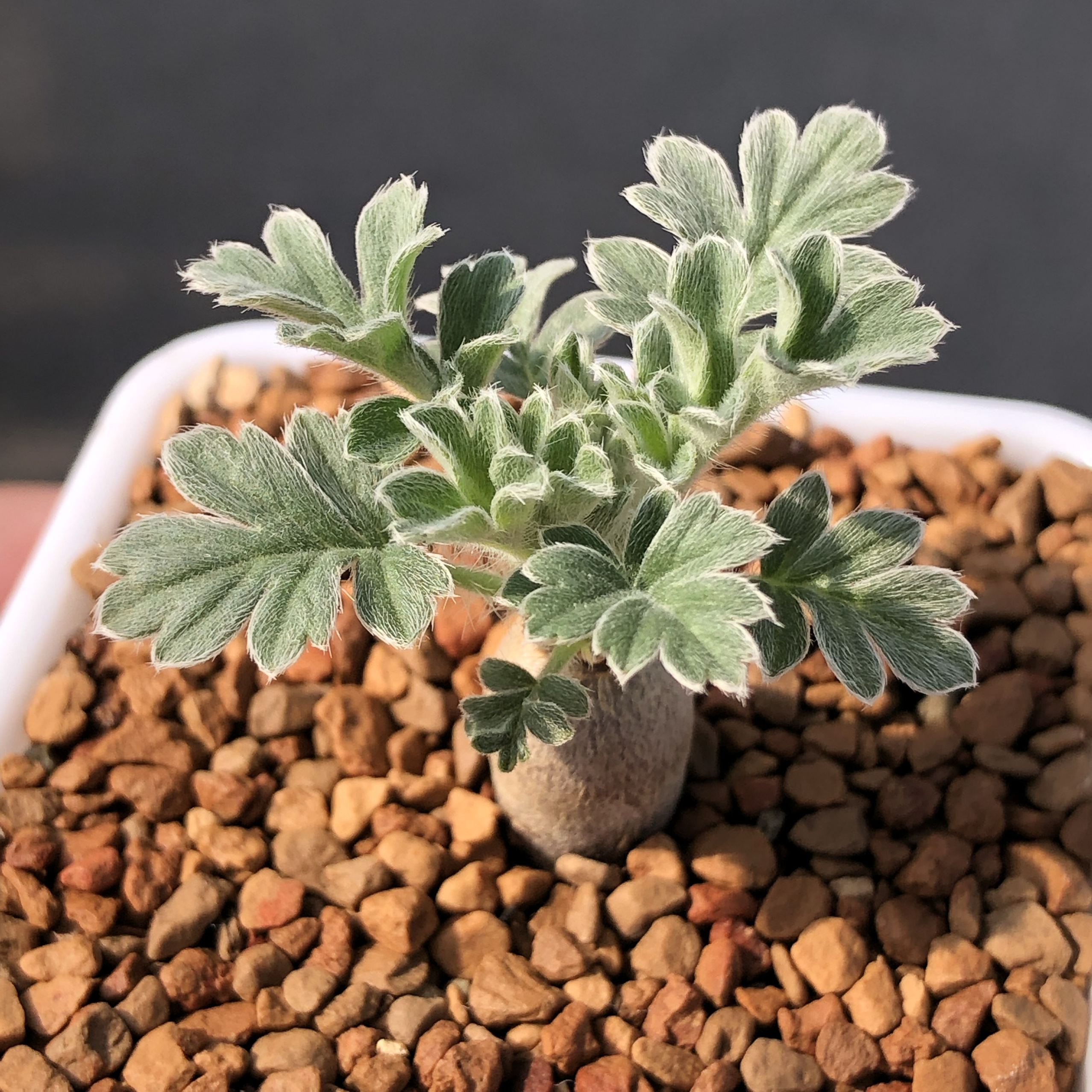 红花洋葵块根植物红花杨葵潮流块根 苏西的花园阳台盆栽植物