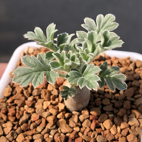 红花洋葵块根植物红花杨葵潮流块根 苏西的花园阳台盆栽植物
