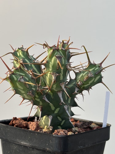 猛刺麒麟 Euphorbia kalisana 大戟科盆栽多肉块根植物苏西的花园