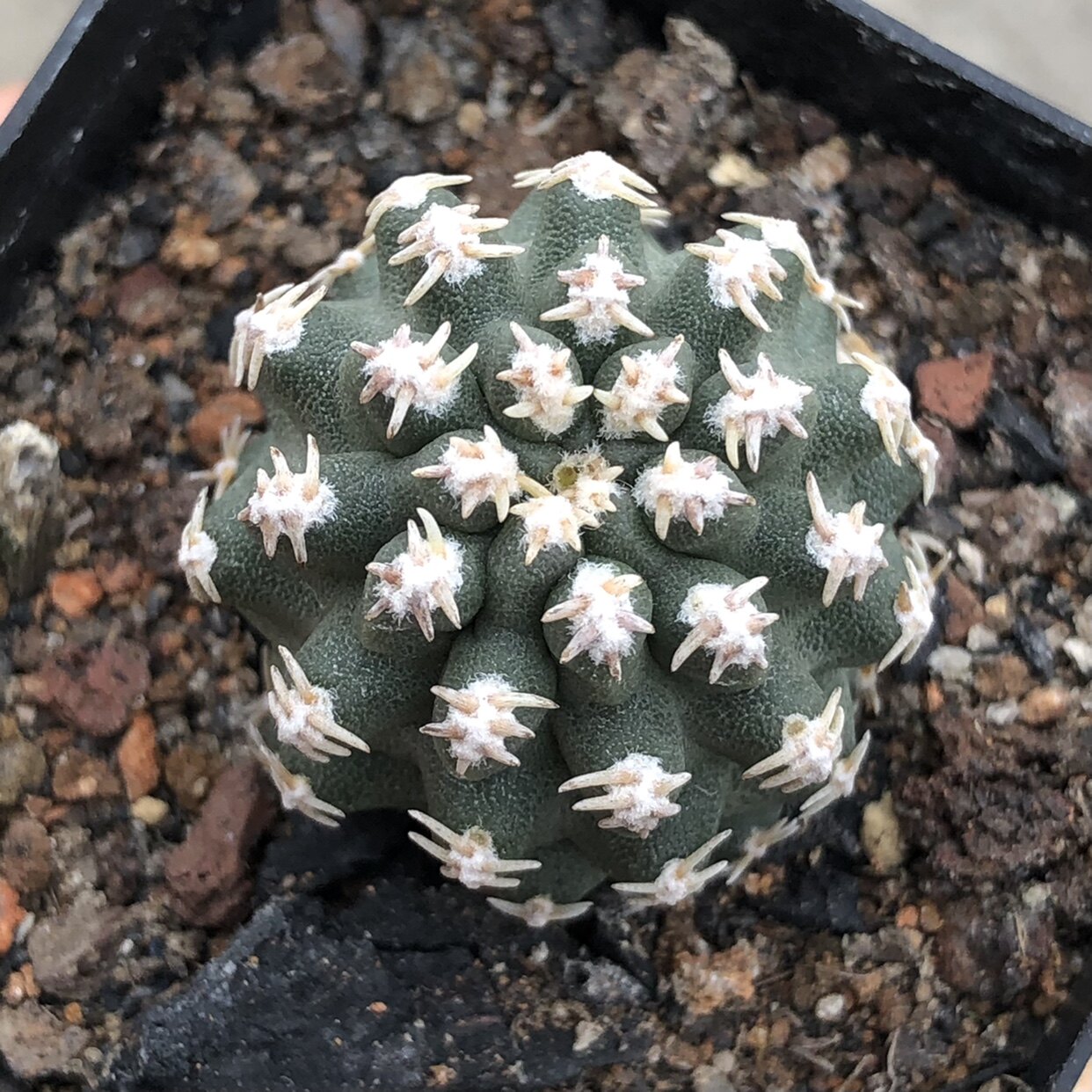 七巧柱 实生仙人球 pygmaeocereus bieblii 不扎手 苏西的花园