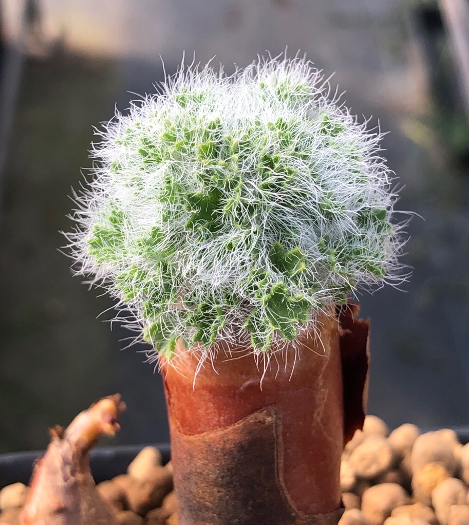 卡露娜洋葵稀有块根多肉植物一物一拍 苏西的花园