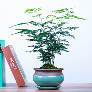 大文竹桌面盆栽绿植物室内办公室市商务送礼好养易活净化空气