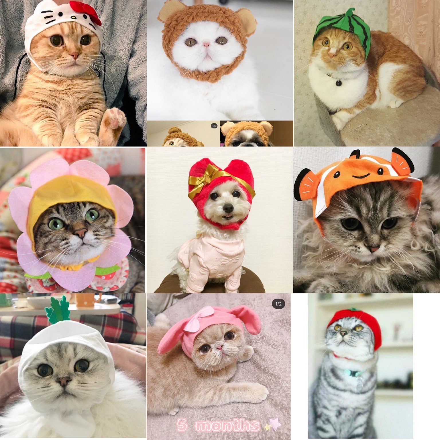 日单 宠物猫狗变身帽costume装饰头套帽子头巾西瓜草莓橘子花朵