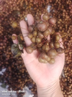 野生小沙梨豆梨鸟棠梨野梨糖梨山梨鸟梨泡水煮水  新鲜 自然晒干