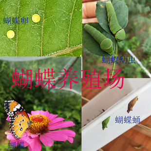 蝴蝶幼虫柑橘凤蝶幼虫玉带幼虫蝴蝶卵蝴蝶蛹毛毛虫糖宝蝴蝶养殖