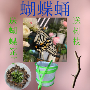 蝴蝶蛹活体柑橘凤蝶蛹蝴蝶卵蝴蝶幼虫活体蝴蝶昆虫笼子蛹越冬蛹
