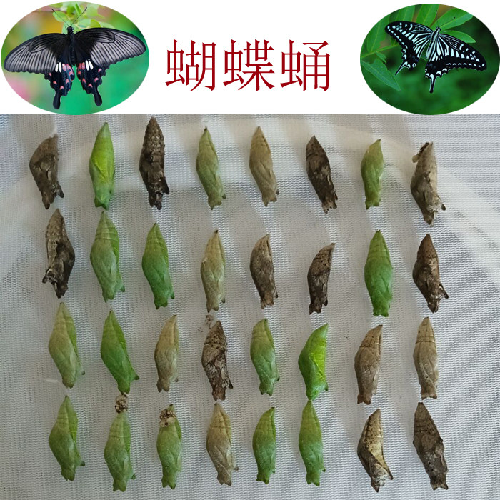 蝴蝶蛹可孵化活体无毒家养认主小型宠物儿童科普蝴蝶箱饲养越冬蛹