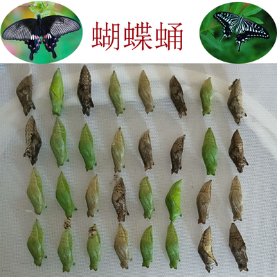 蝴蝶蛹可孵化活体无毒家养认主小型宠物儿童科普蝴蝶箱饲养越冬蛹