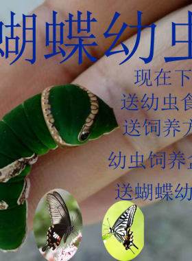 蝴蝶幼虫柑橘玉带碧凤随机