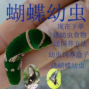 蝴蝶幼虫柑橘凤蝶幼虫玉带凤蝶幼虫碧凤蝴蝶蛹蝴蝶卵蝴蝶越冬蛹