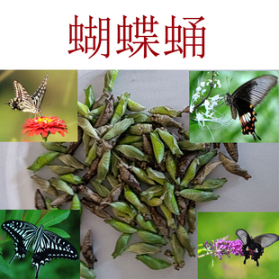 可孵化蝴蝶蛹化茧成蝶幼虫蛹活体蝴蝶凤蝶毛毛虫柑橘凤蝶越冬蛹