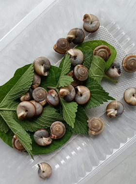 到手包活学生观察幼儿园科普宠物