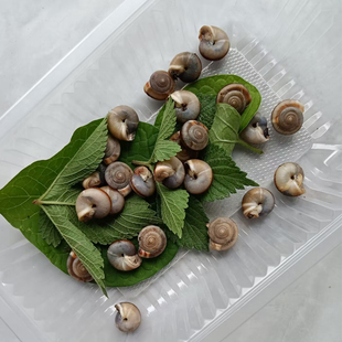 蜗牛活体学生科普宠物蜗牛幼儿园观察田园蜗牛大小随机发到手包活