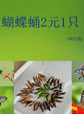真蝴蝶蛹活体可孵化柑橘凤蝶蛹蝴蝶幼虫蝴蝶卵蝴蝶儿童宠物越冬蛹