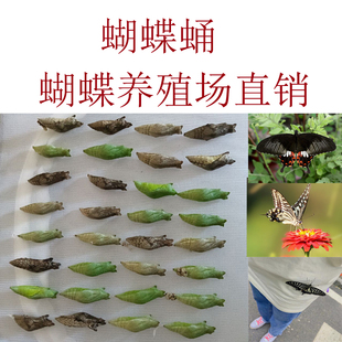 蝴蝶蛹可孵化卵茧子活体送教程蝴蝶幼虫活体蝴蝶柑橘凤蝶越冬蛹