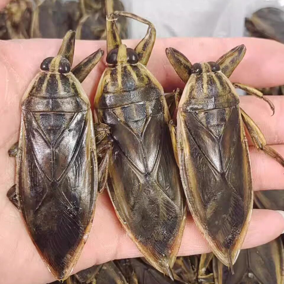 进口桂花蝉野生新鲜速冻冷冻水蟑螂大田鳖水知了品种油炸烧烤10只,粮油调味/速食/干货/烘焙,特色干货及养生干料,淘宝优惠券,粉丝福利购,淘宝优惠卷