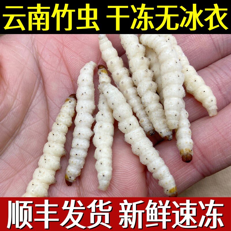 云南特产野生竹虫鲜新冷冻冰冻竹节虫竹蛹500克顺丰包邮不带冰