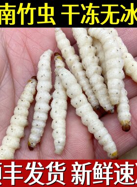 云南特产野生竹虫鲜新冷冻冰冻竹节虫竹蛹500克顺丰包邮不带冰