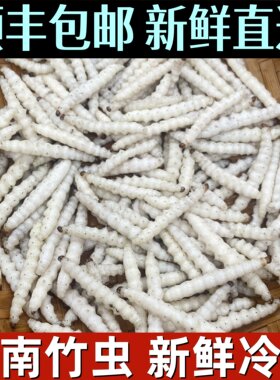 云南特产野生竹虫新鲜冷冻竹蛹竹节虫油炸食用冰冻500克顺丰包邮