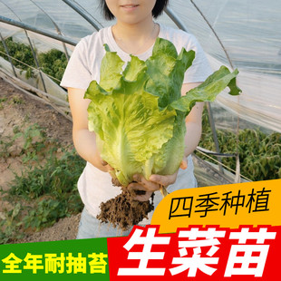 意大利四季生菜苗秧苗种子奶油秋冬季盆栽大叶速生水培蔬菜苗带土