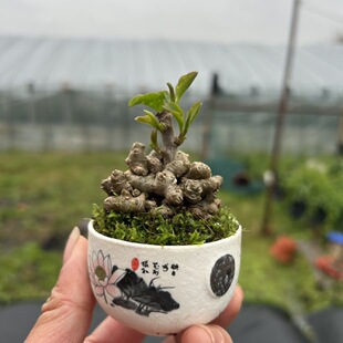 花卉三七盆栽四季阳台绿植庭院食用根茎盆景室内植物块根