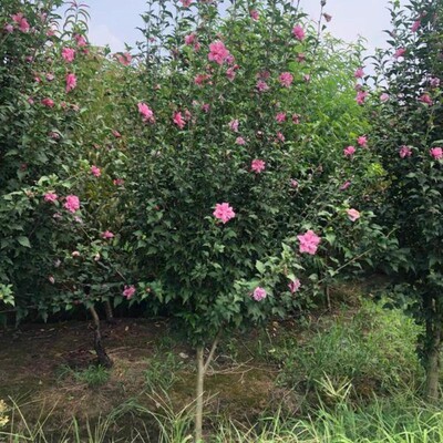 重瓣木槿花苗盆栽木槿树苗室内室外庭院耐寒耐阴植物工程绿化苗木