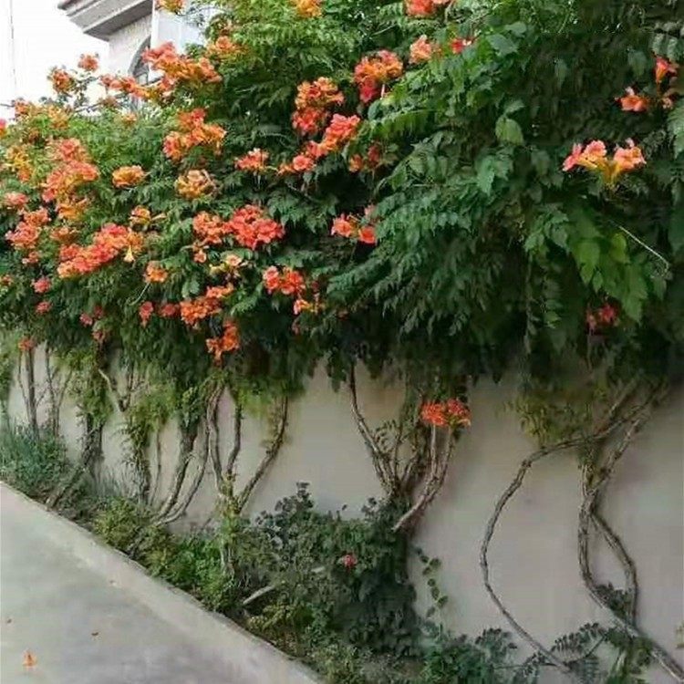 凌霄花苗阳台爬藤植物花卉