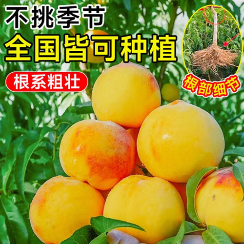 黄桃树苖桃树果苗嫁接苗冬桃油桃树果苗南方北方种植桃苗当年结果