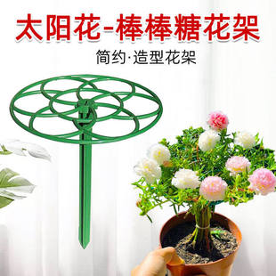 太阳花架棒棒糖造型架防倒伏花架子多层蟹爪兰支撑杆植物爬藤固定