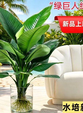 水培绿巨人盆栽绿植室内大型客厅植物净化空气富贵竹万年青好养活