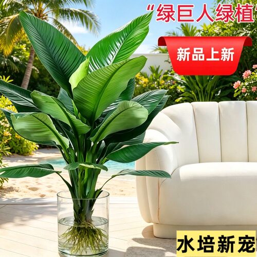 水培绿巨人盆栽绿植室内大型客厅植物净化空气富贵竹万年青好养活