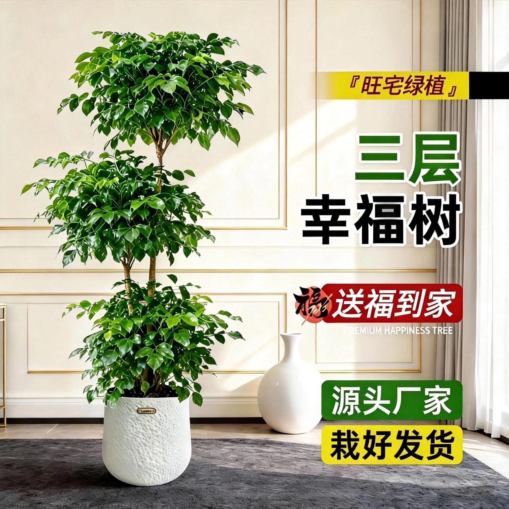 幸福树多头大棵盆栽客厅大型绿植二三层多层老桩绿宝树办公室内