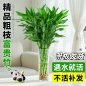 带根富贵竹水培植物水养水竹客厅室内发财招财盆栽绿萝绿植鲜花卉