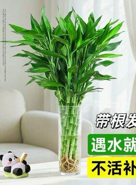 富贵竹水养客厅带根水培植物盆栽土招财大宽叶富贵竹粗竹加粗竹子