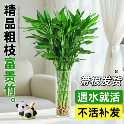 带根富贵竹水培植物水养水竹客厅室内发财招财盆栽绿萝绿植鲜花卉