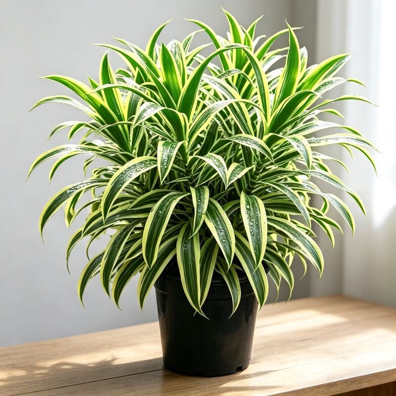 正宗金心百合竹花客厅多头植物室内室外懒人好养绿植净化空气老桩