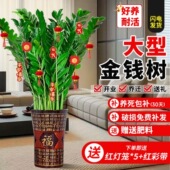 特大金钱树盆栽植物室内大绿植钱串子招财客厅四季 常青发财树盆景