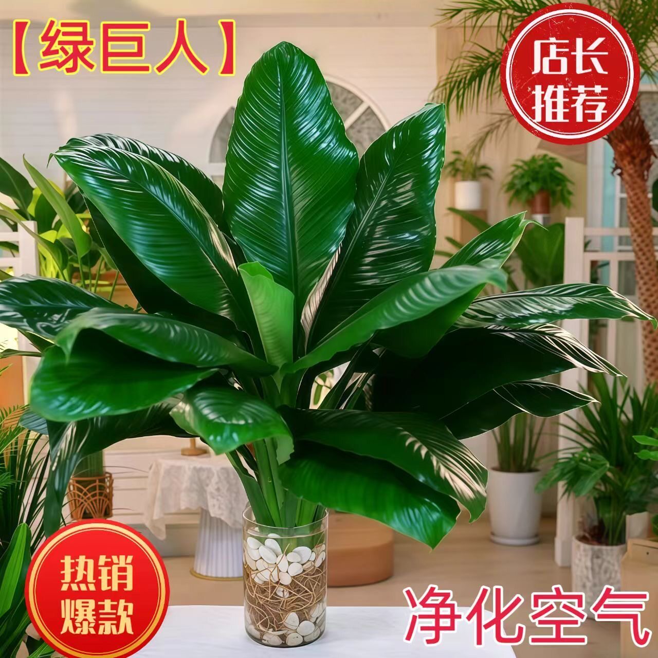 【绿巨人水培】室内盆栽网红植物万年青净化空气绿萝客厅水养绿植