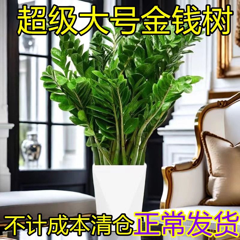 大盆金钱树盆栽客厅室内植物钱串子绿色办公室大型绿植开业发财树