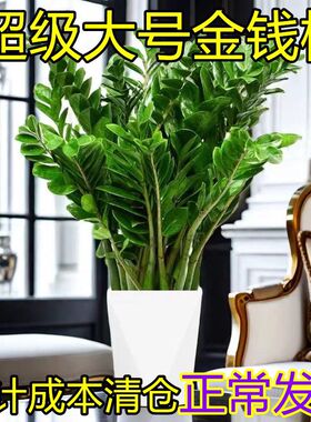 大盆金钱树盆栽客厅室内植物钱串子绿色办公室大型绿植开业发财树