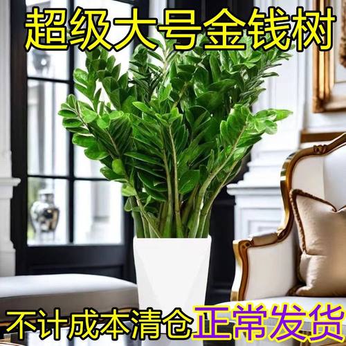 大盆金钱树盆栽客厅室内植物钱串子绿色办公室大型绿植开业发财树