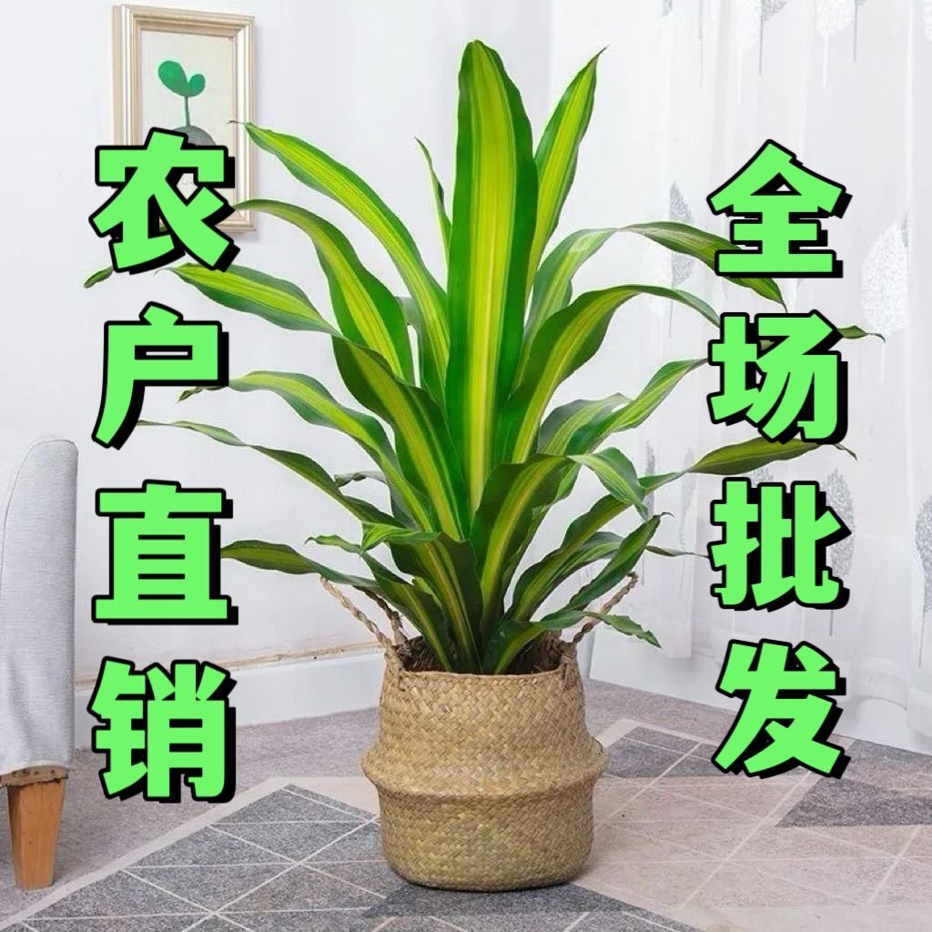 金心也门铁招财巴西铁盆栽室内客厅净化空气幸福树四季常青好养活