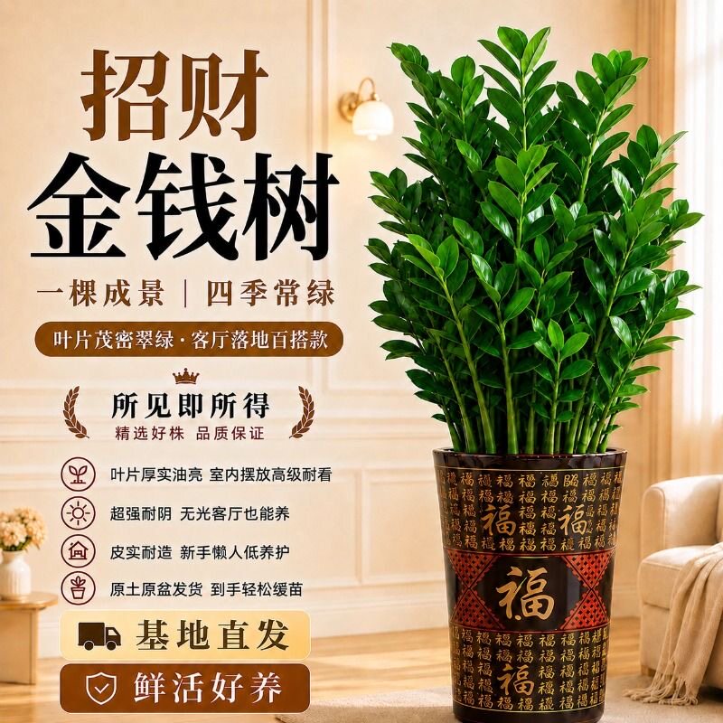 金钱树盆栽钱串子耐旱植物室内客厅办公室花卉绿植净化空气发财树